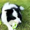 Phedgehog Shape Dog Toy - Image 8
